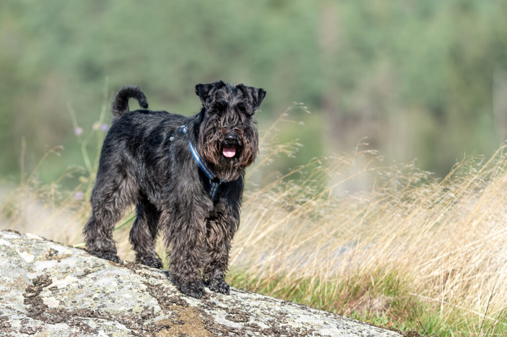 Schnoodle (Schnauzer x Poodle Mix)