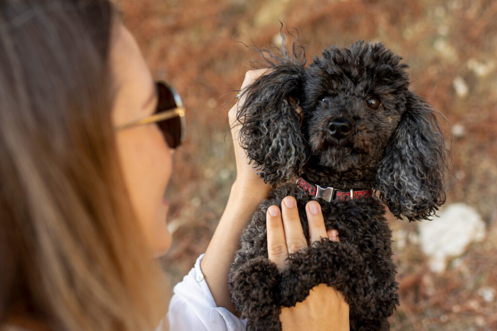 Labradoodle (Labrador Retriever x Poodle Mix)