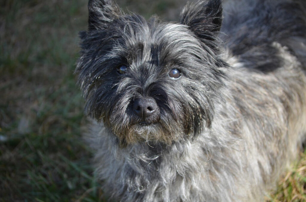 Yorkiepoo