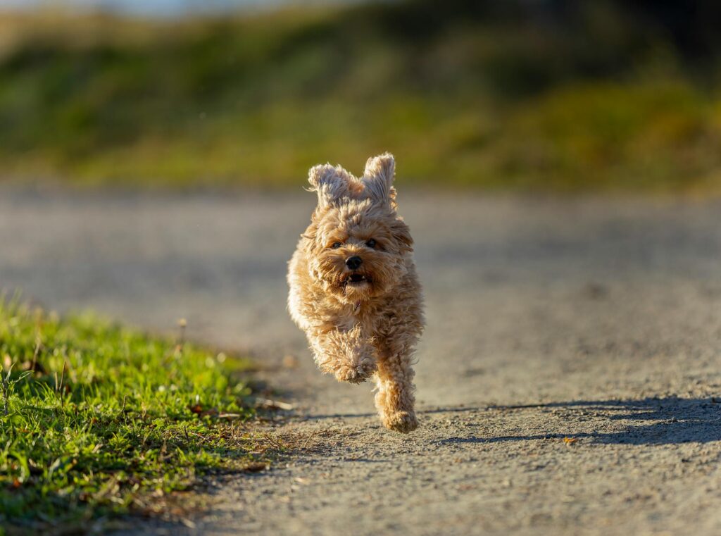 Cavapoo Puppies