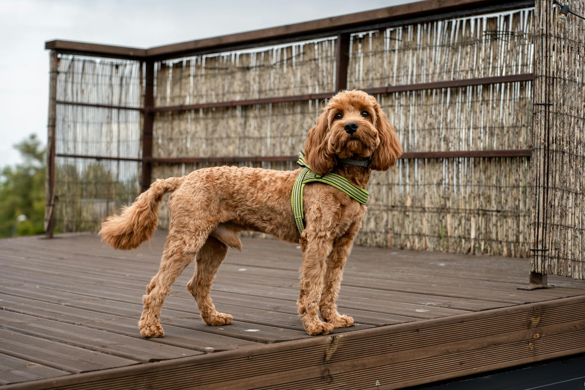 Cavapoo Puppies