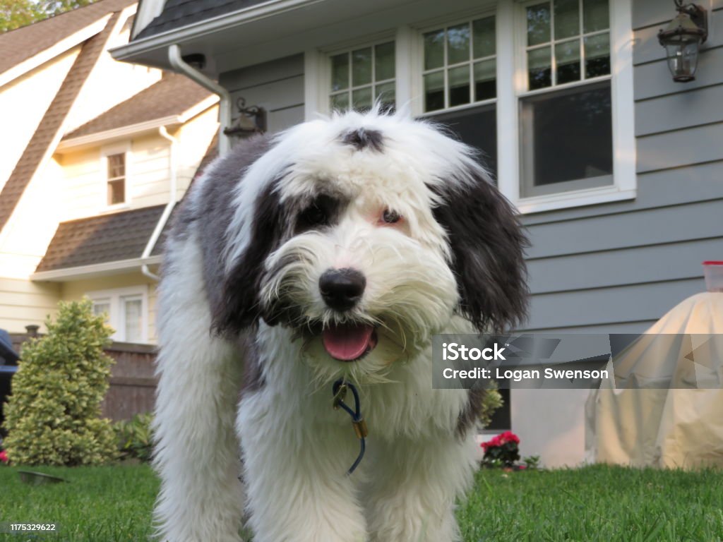 Sheepadoodle
