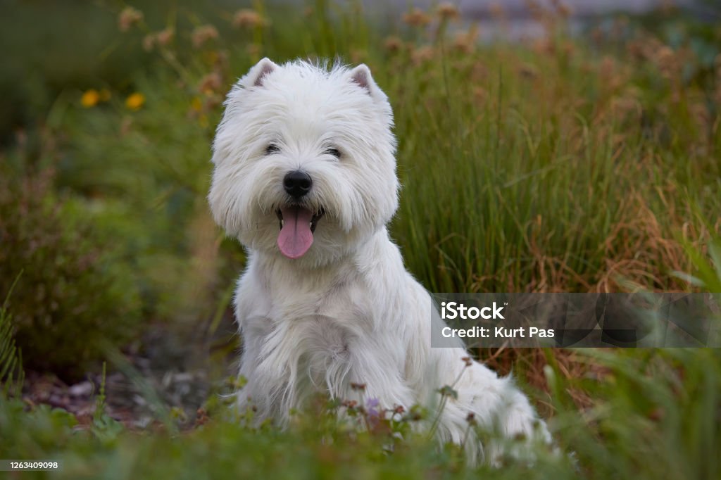 Westiepoo