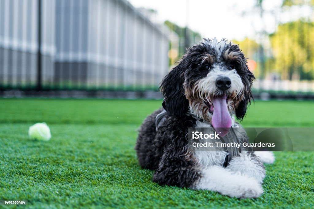 Bernedoodle