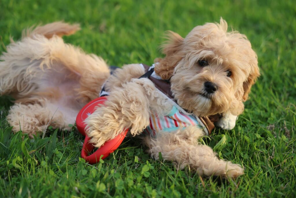Cockapoo (Cocker Spaniel x Poodle Mix)