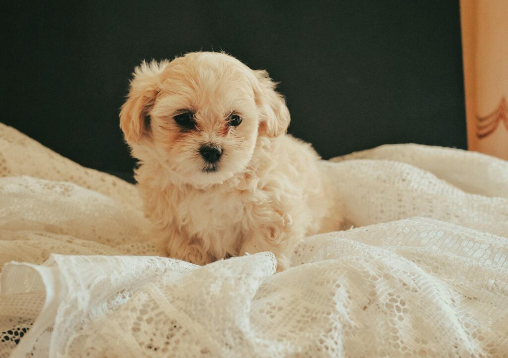 Maltipoo