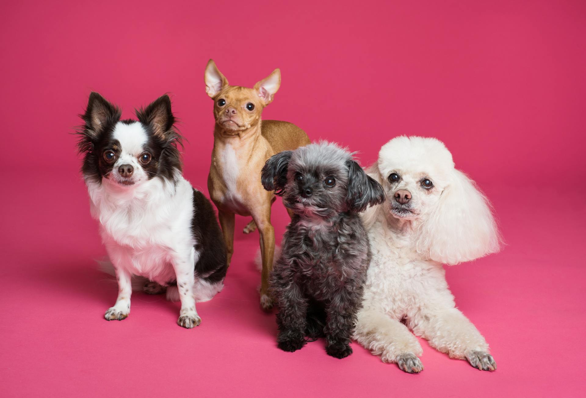 Poodle Mixes & Doodle