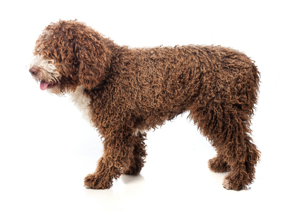 Aussiedoodle