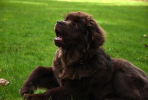 Black Labradoodle