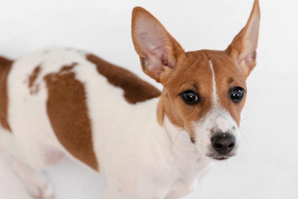 Corgi-Beagle mix