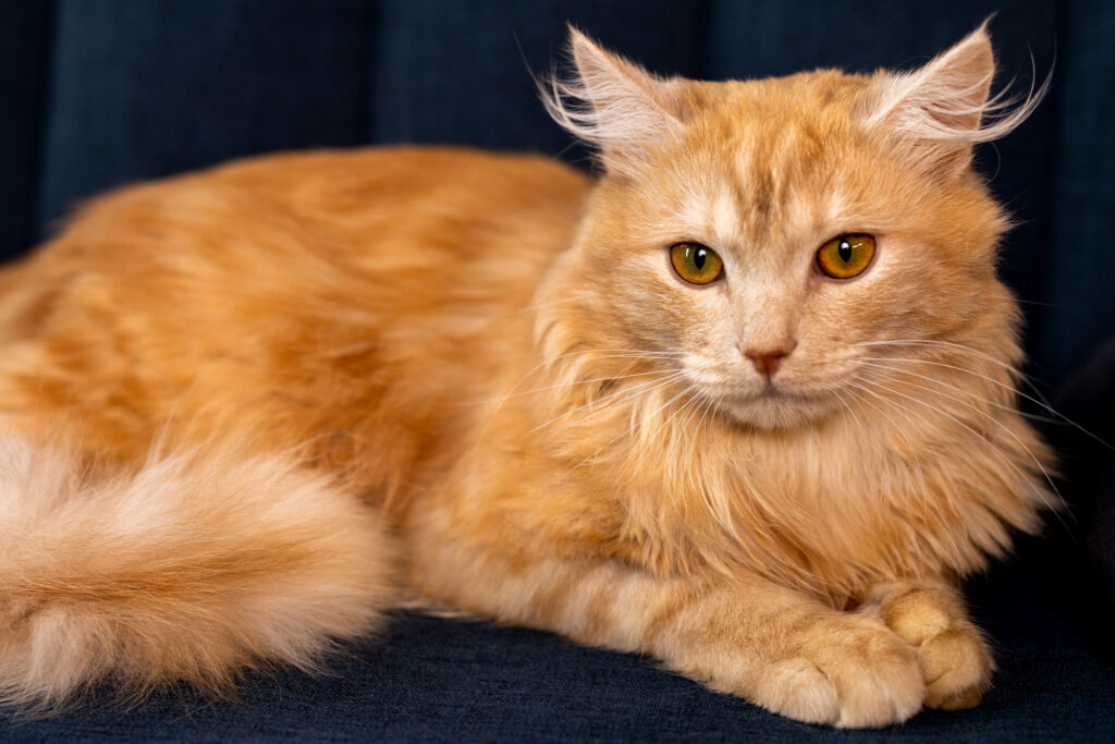 Orange tabby cat