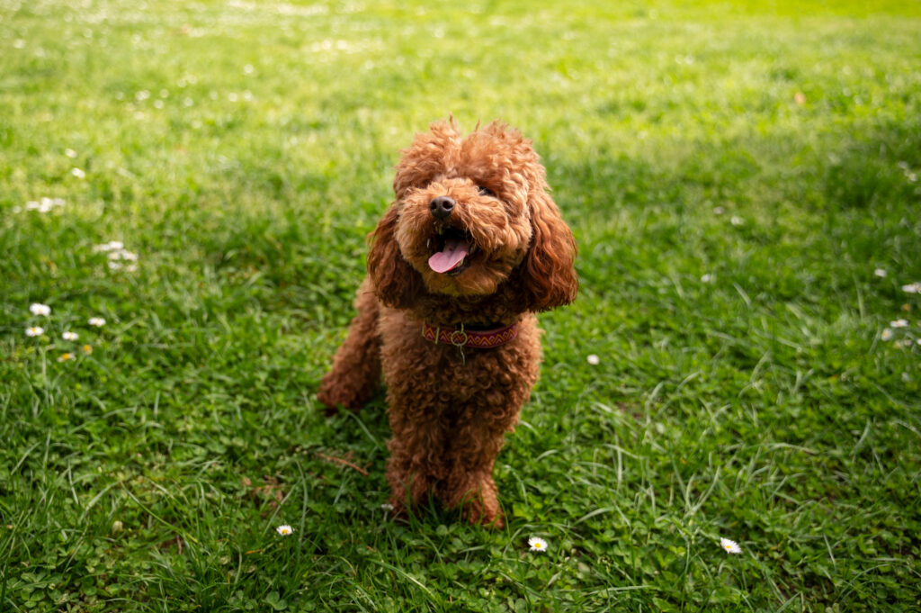 Miniature Labradoodle