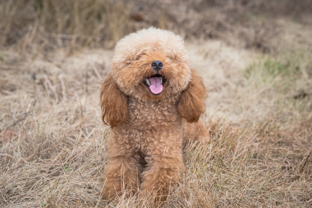Miniature Labradoodle