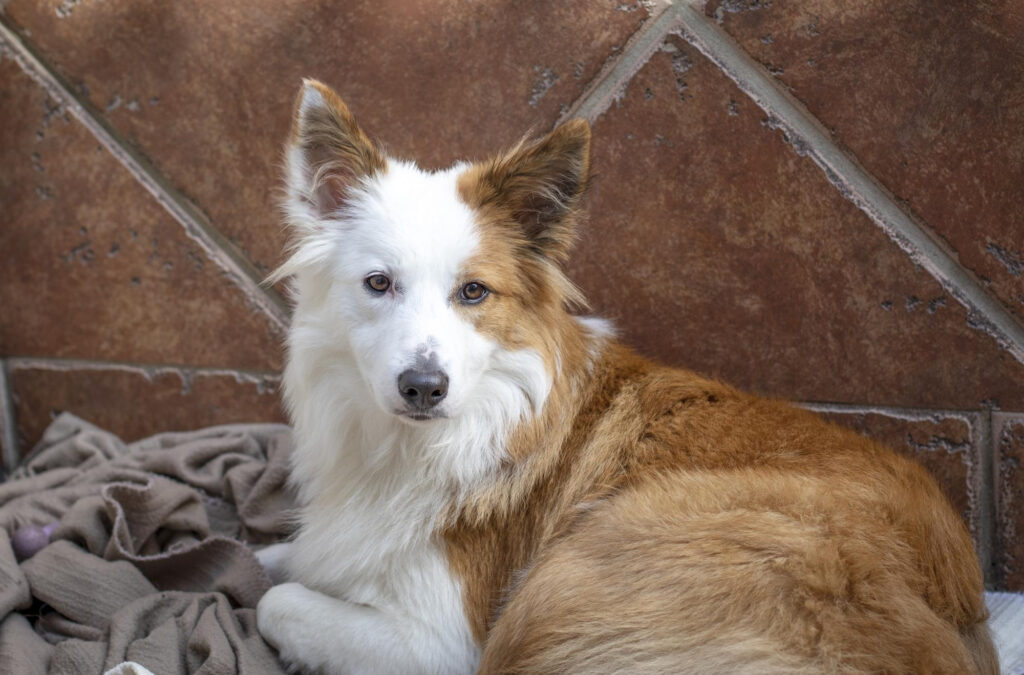 Corgi-Beagle mix
