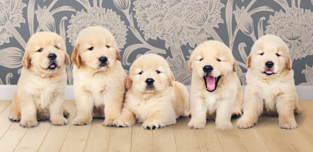 Miniature Labradoodle