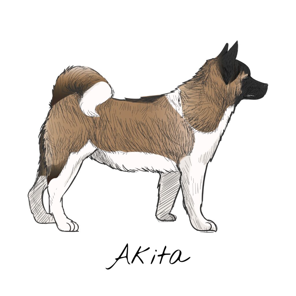 Akita