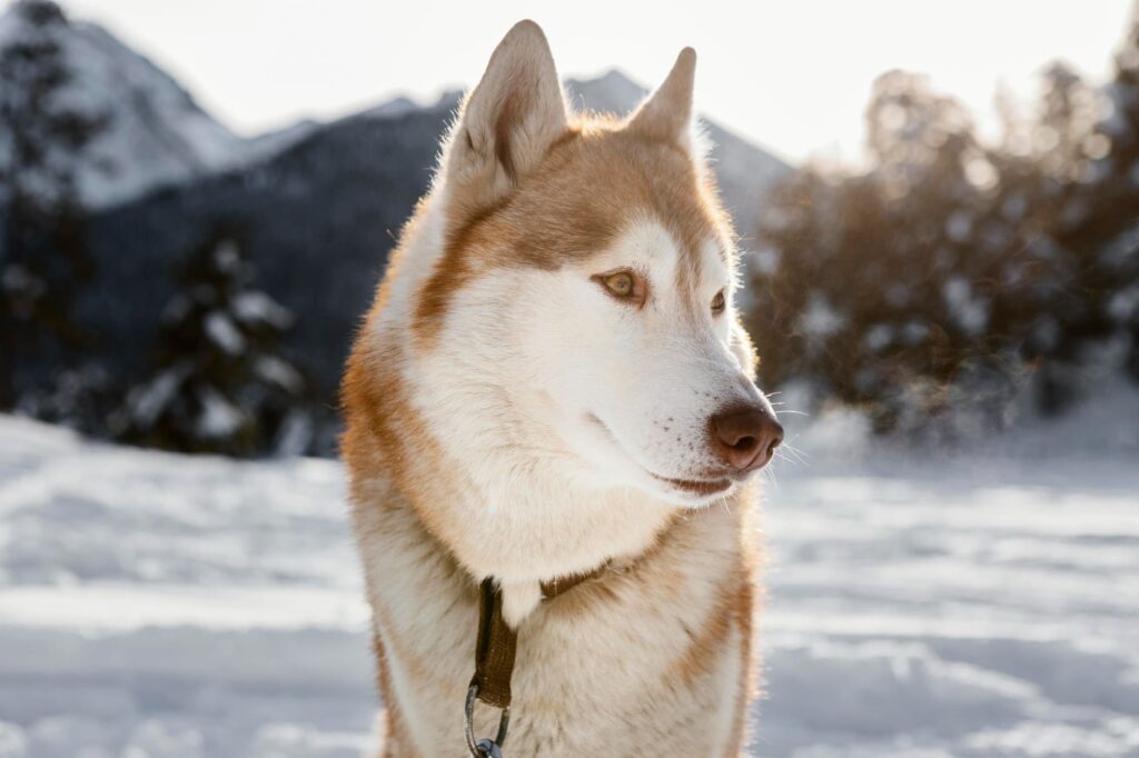 Alaskan Malamute