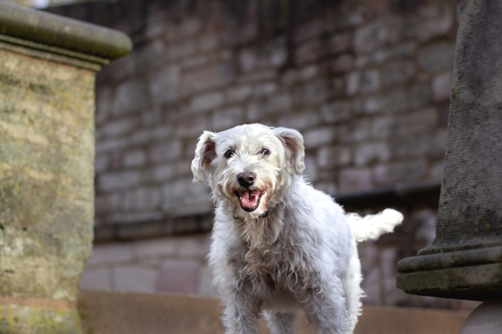 Aussiedoodle