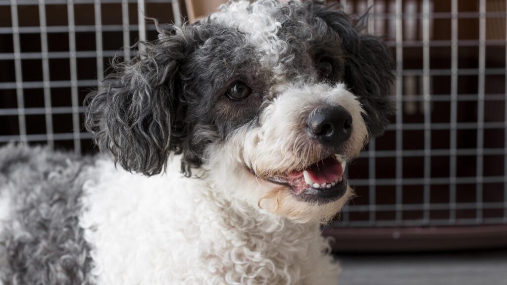 Aussiedoodle