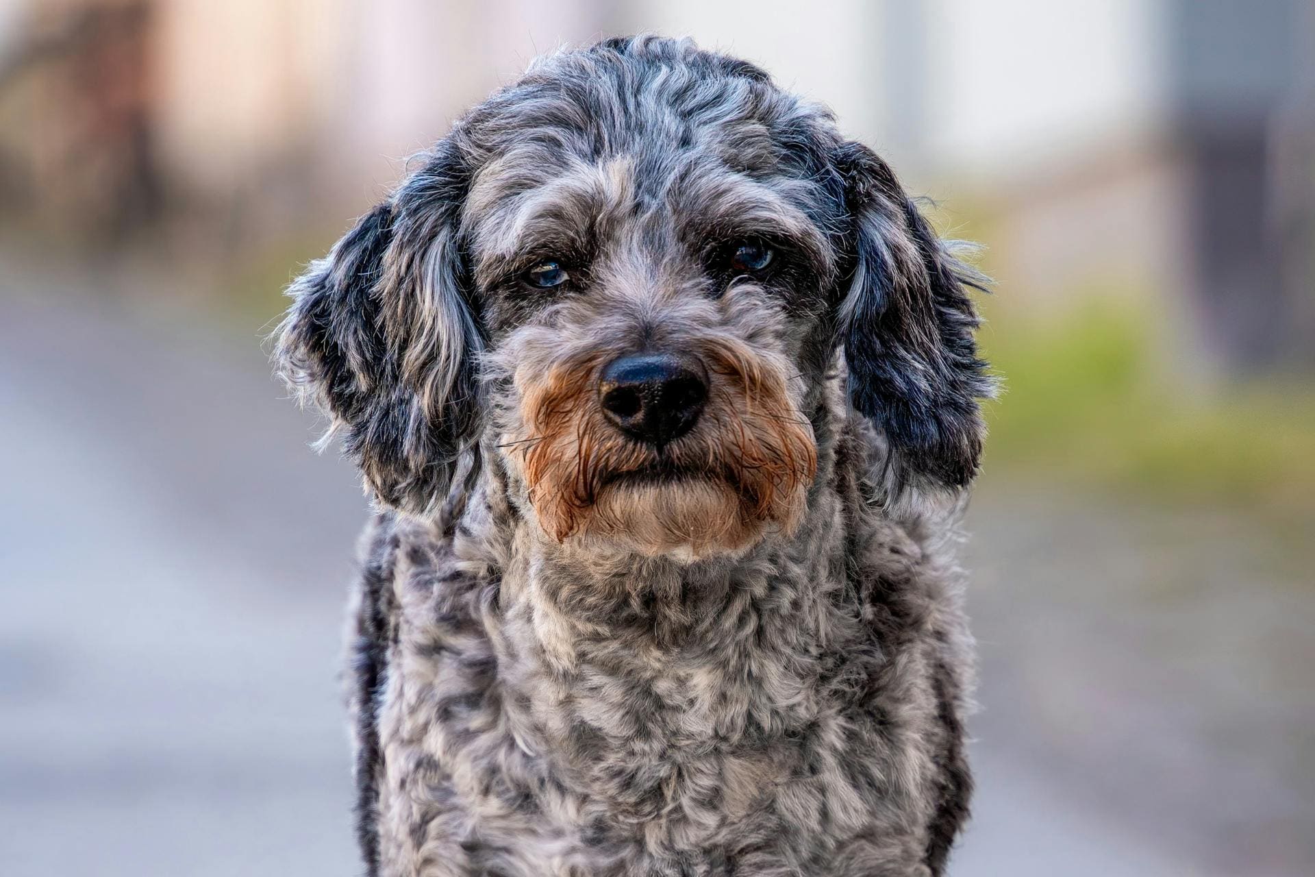 Aussiedoodle Dogs Breed