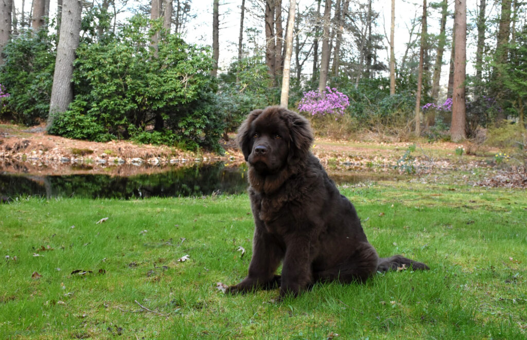Australian Shepherd Labradoodle