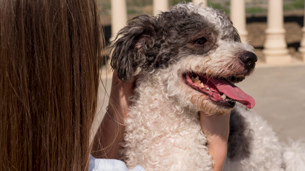 Australian Shepherd Labradoodle