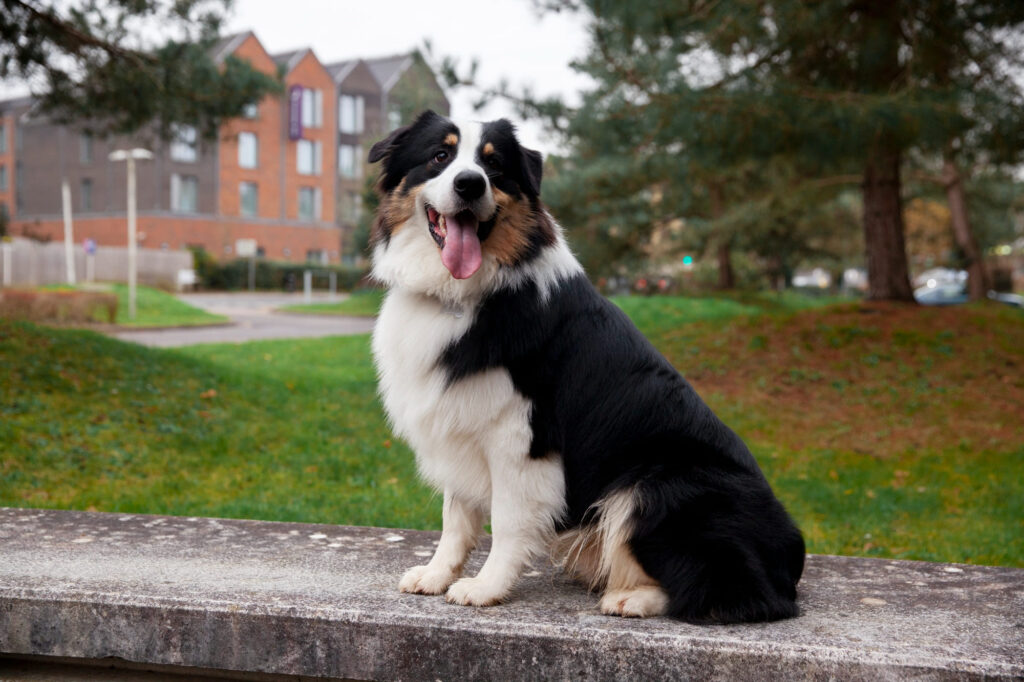 Australian Shepherd Labradoodle