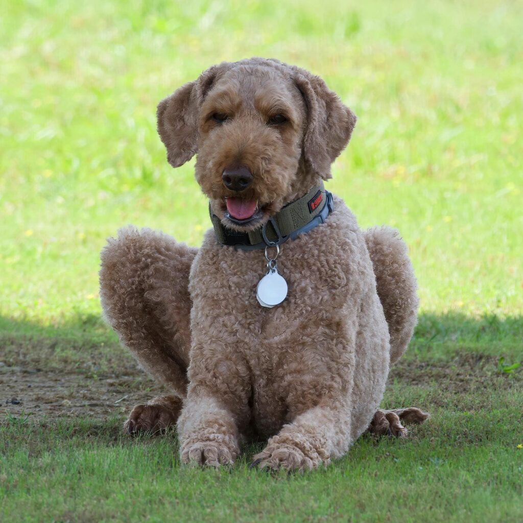 Australian Shepherd Labradoodle