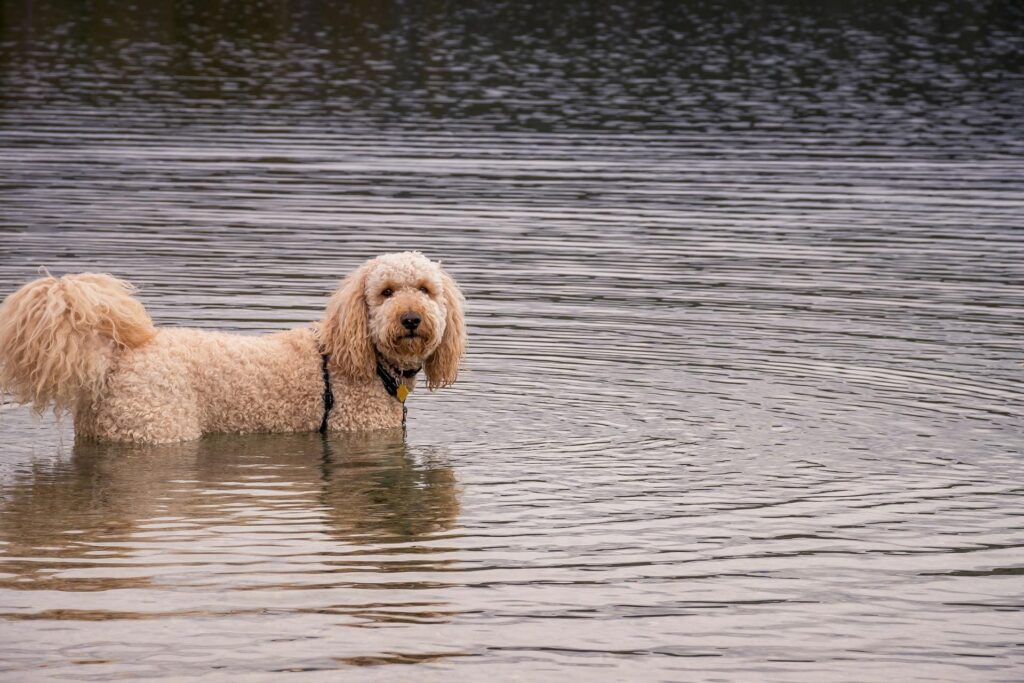 Australian Shepherd Labradoodle