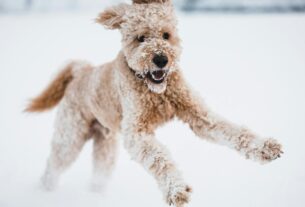 Australian Shepherd Labradoodle