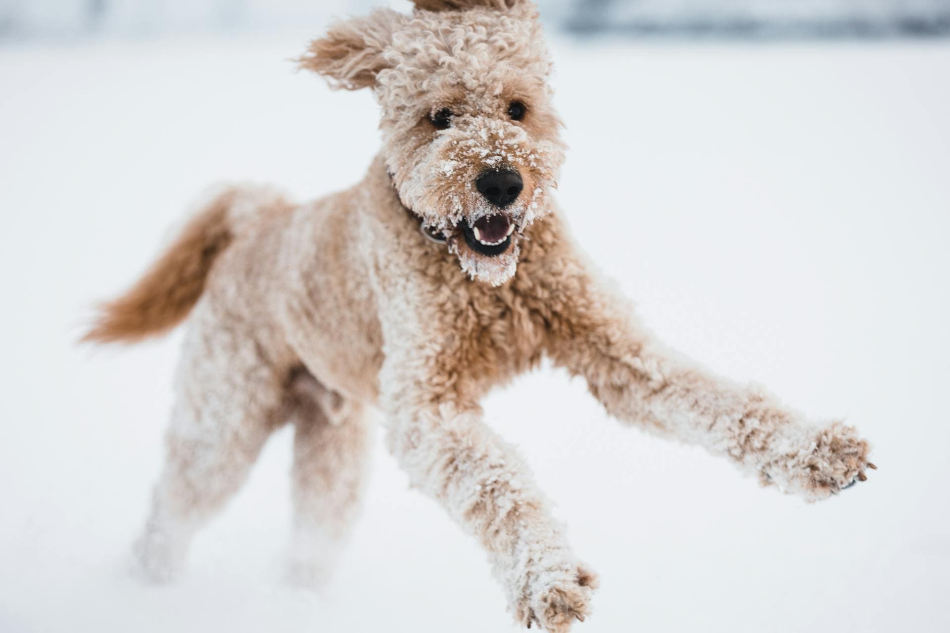 Australian Shepherd Labradoodle