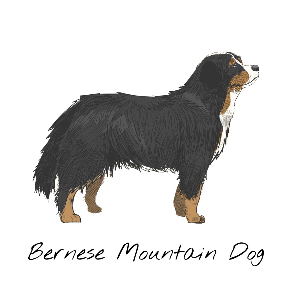 Bernese Mountain Dog