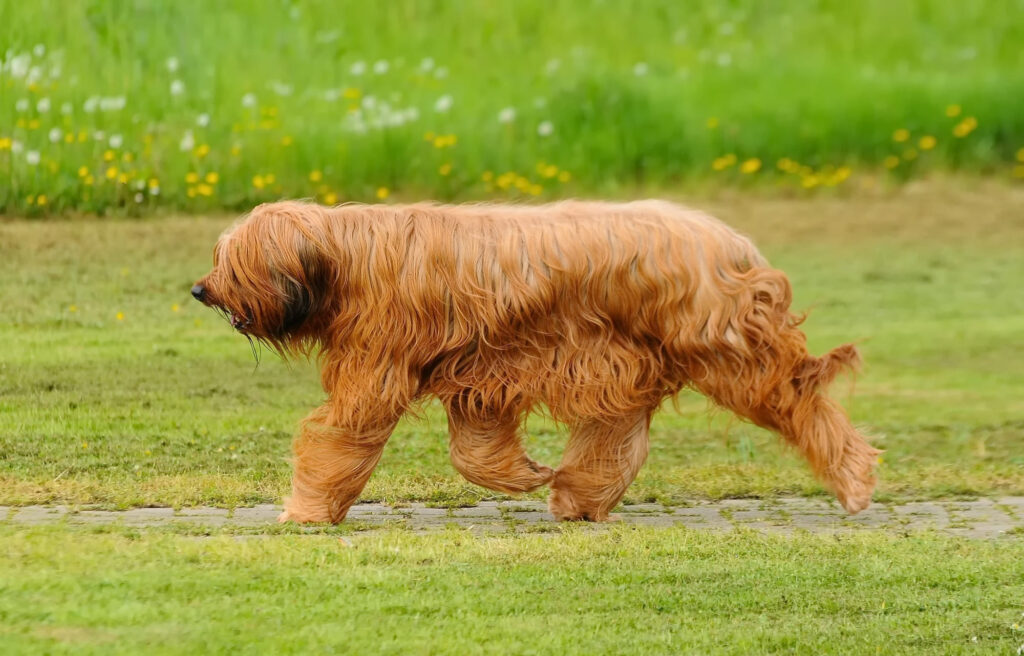 Briard