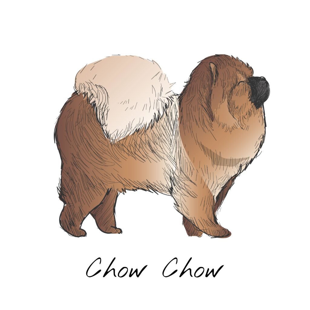 Chow Chow