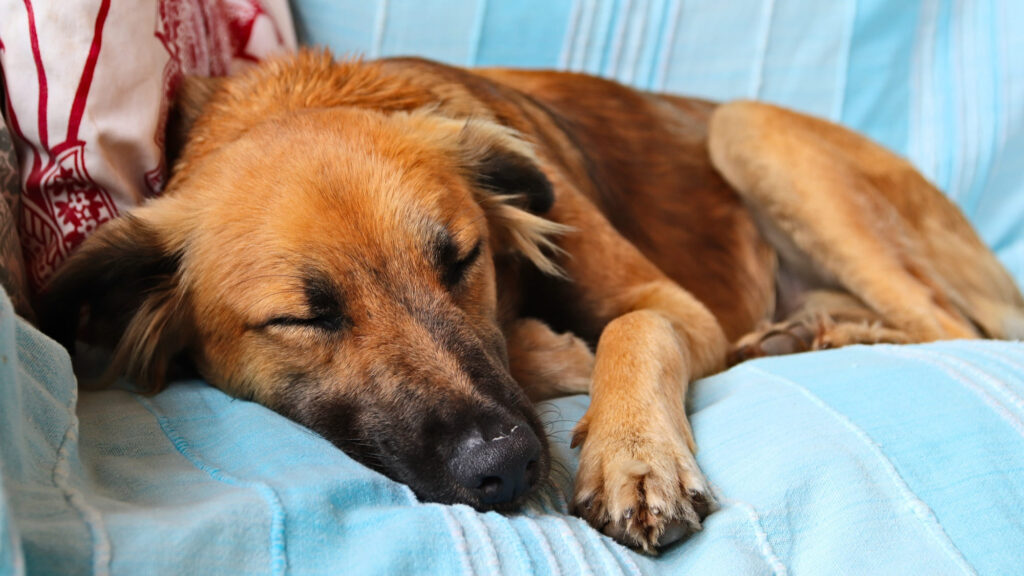 Pets (Dogs) Dream