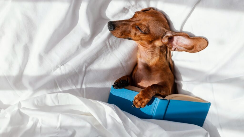 Pets (Dogs) Dream
