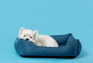 Pets (Dogs) Dream