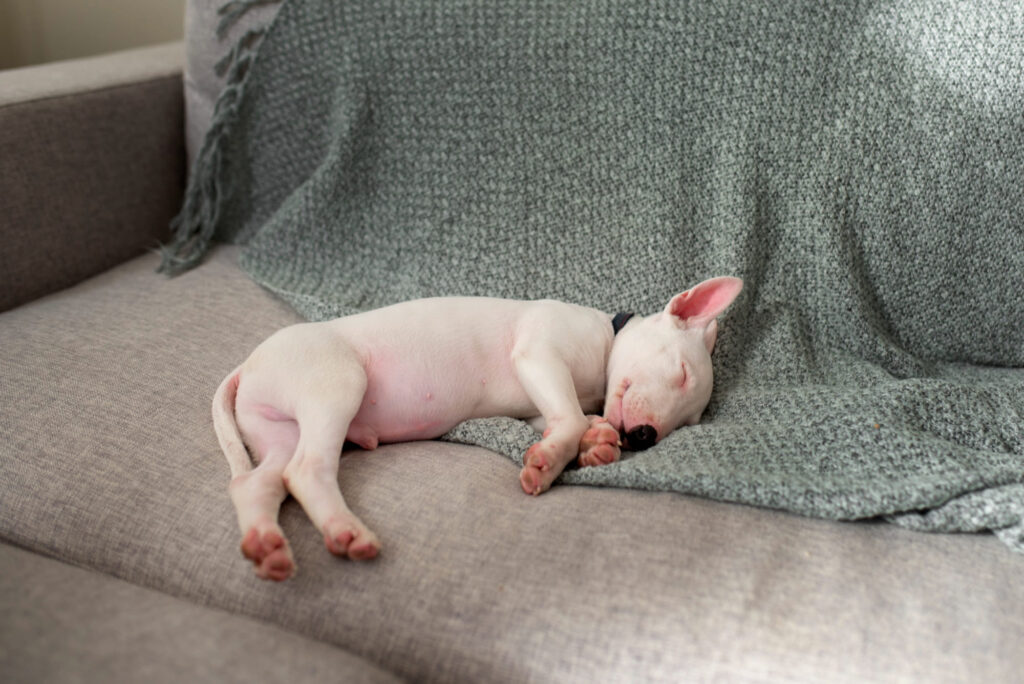 Pets (Dogs) Dream