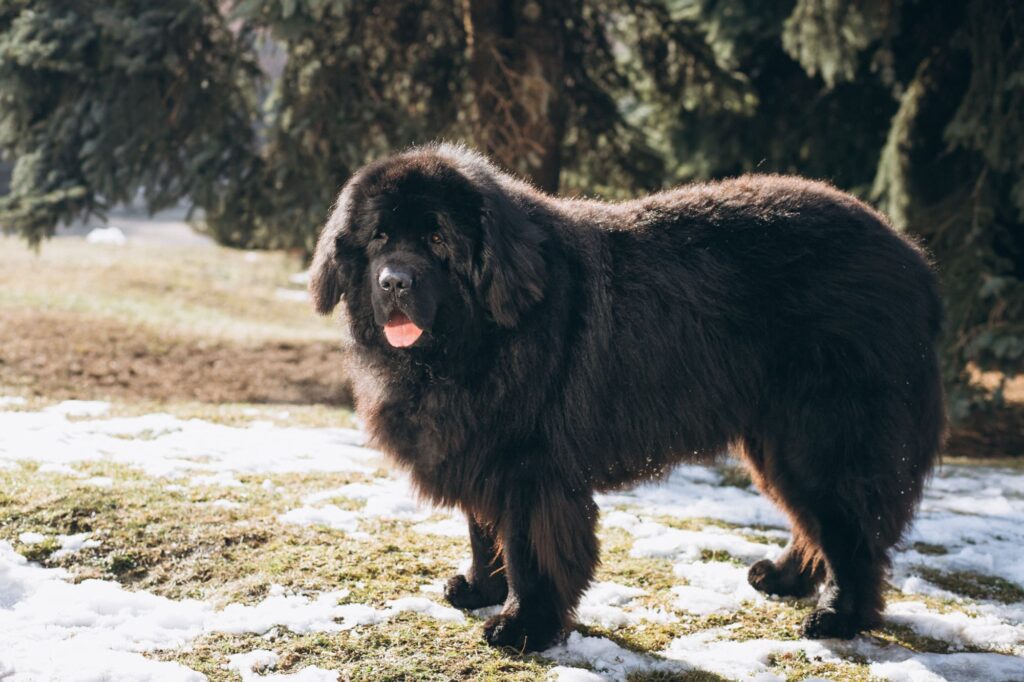 Newfoundland