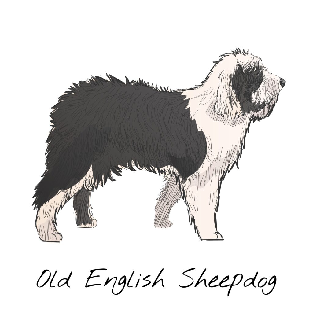 Old English Sheepdog