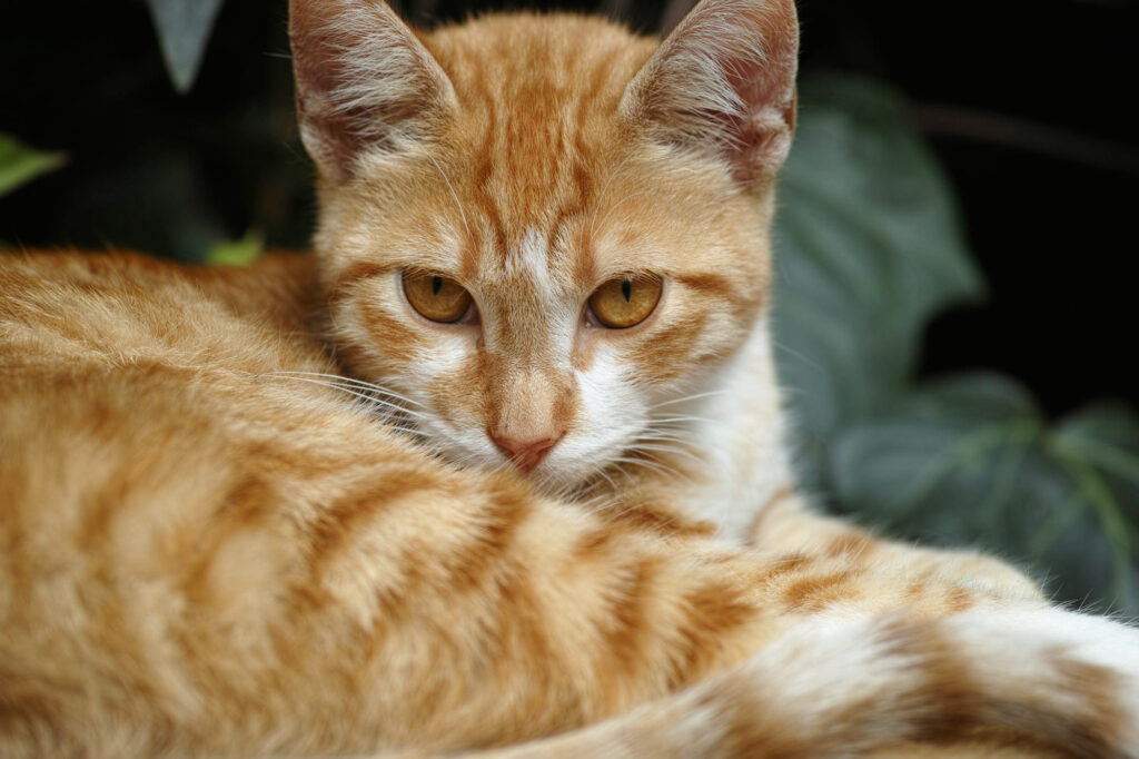 Orange cat