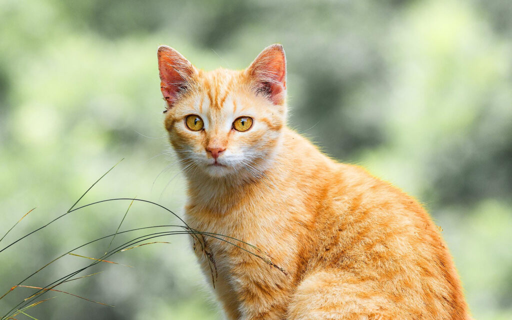Orange cat