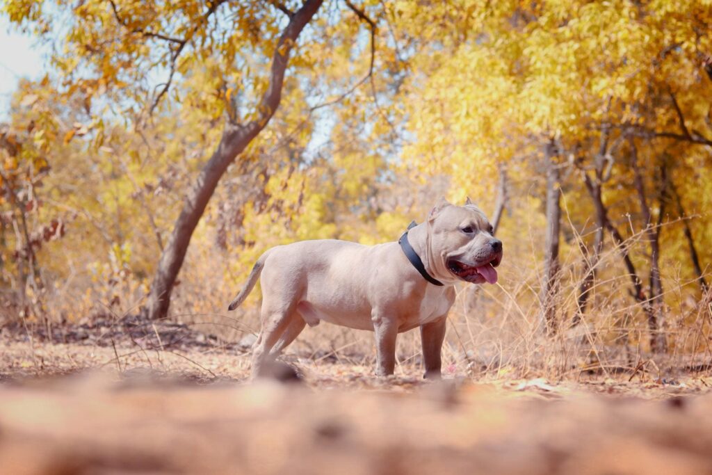 Pocket Bully