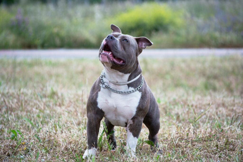 Pocket Bully