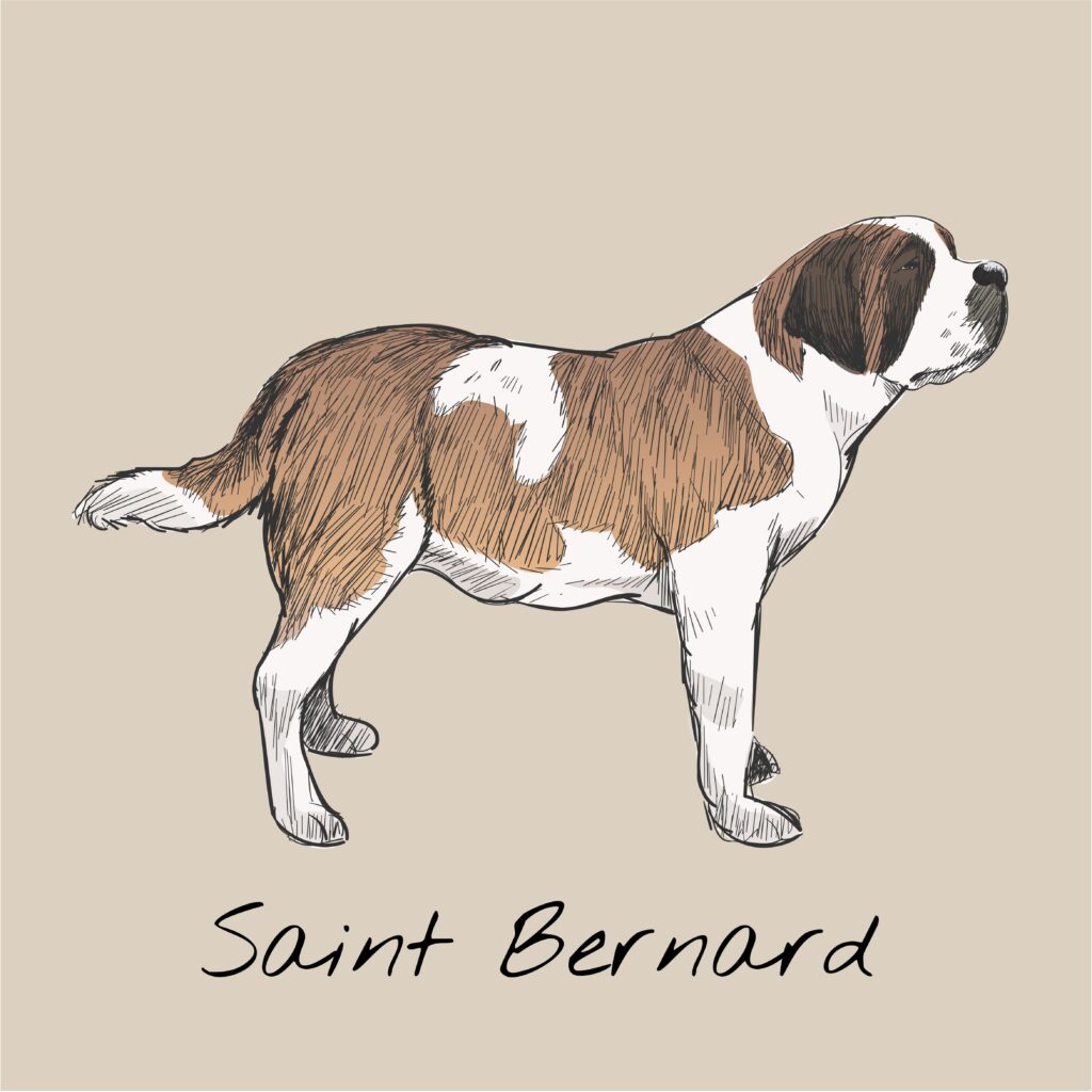 Saint Bernard