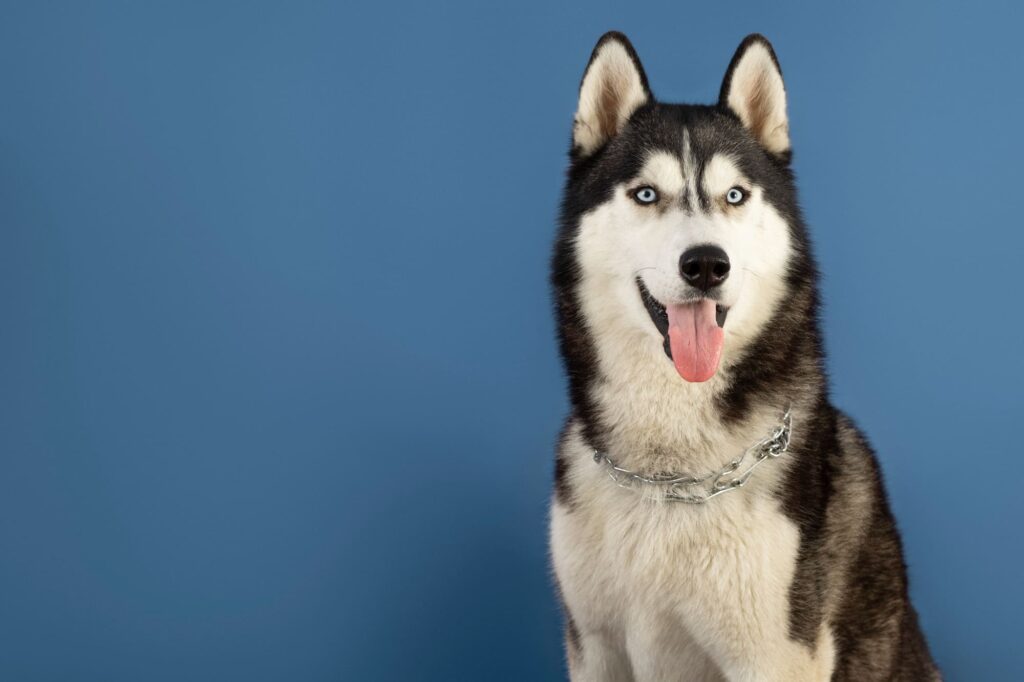 Siberian Husky