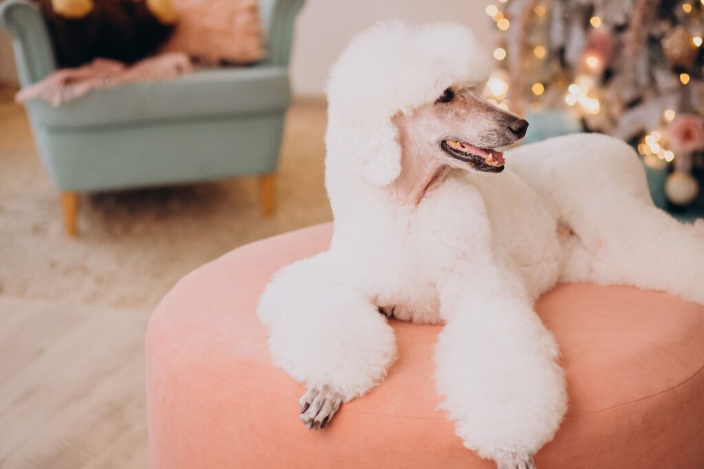 Standard Poodle