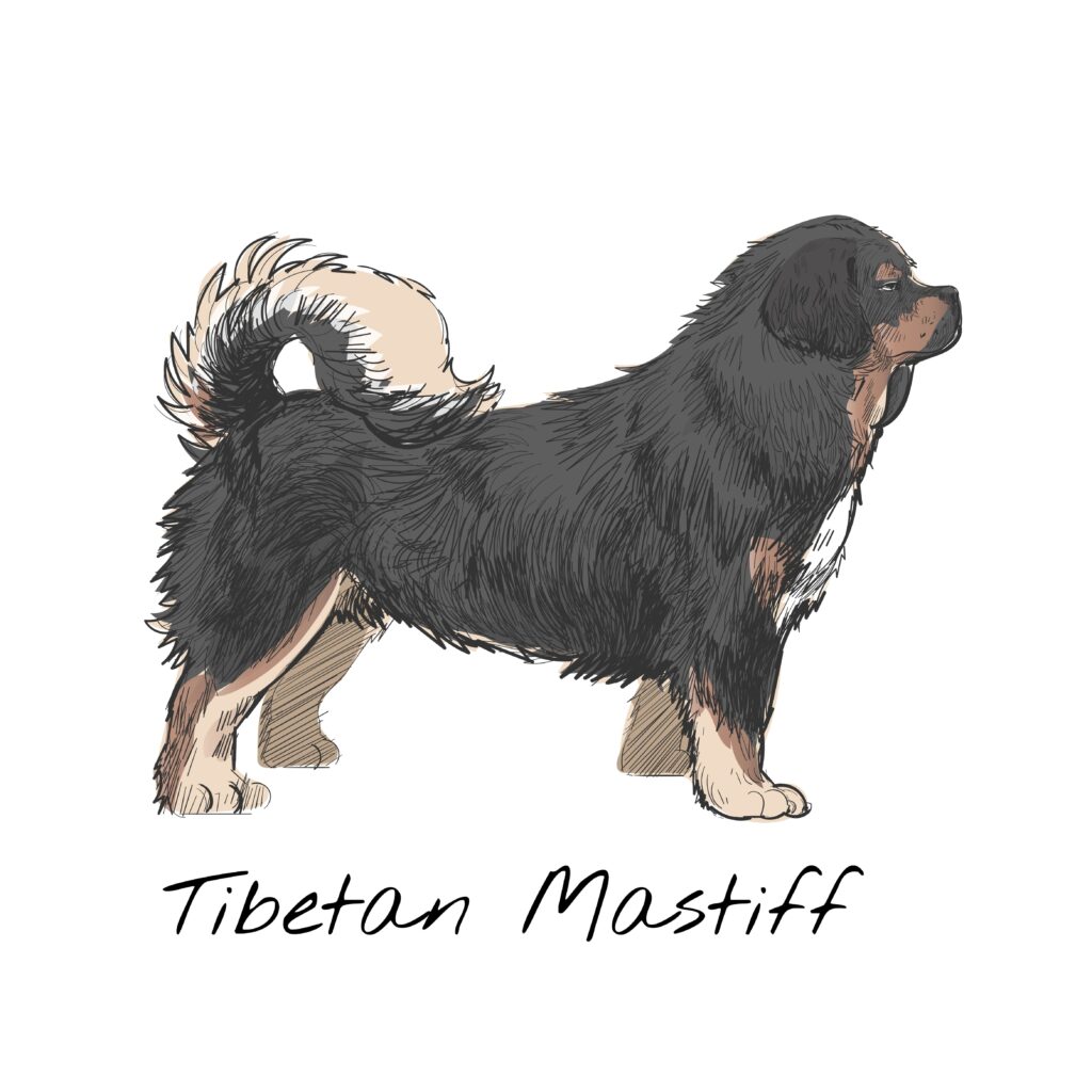 Tibetan Mastiff