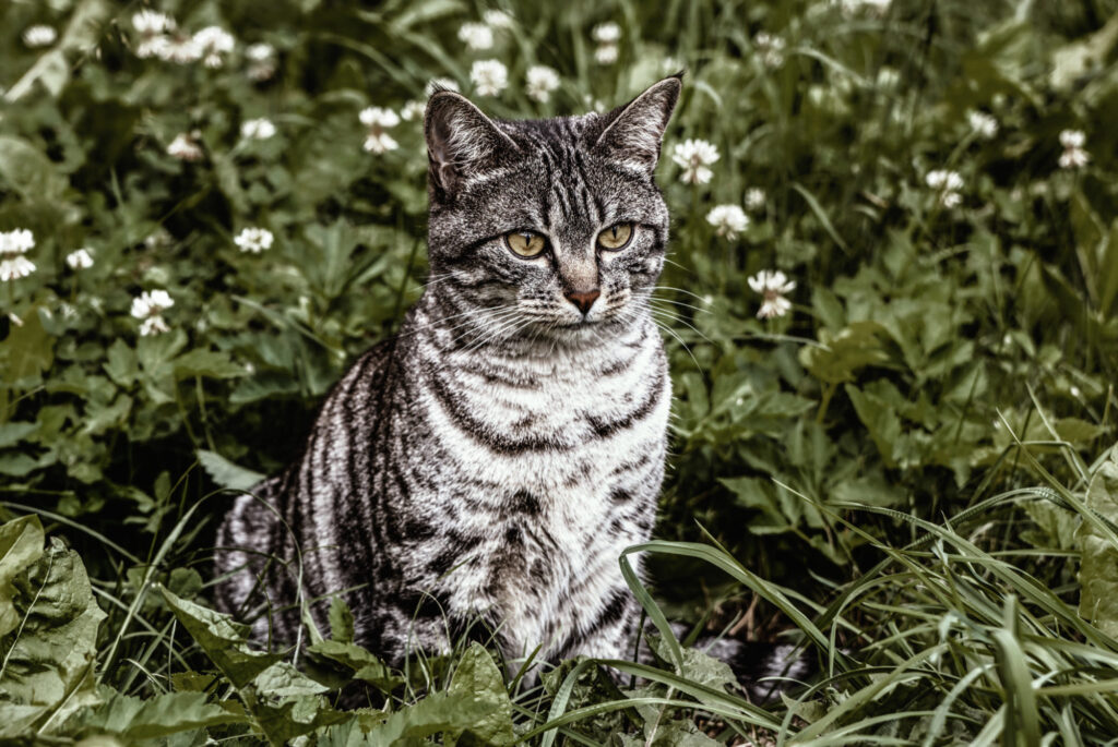 Tabby Cat