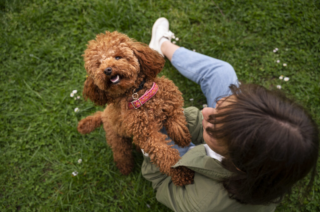 Miniature Labradoodle